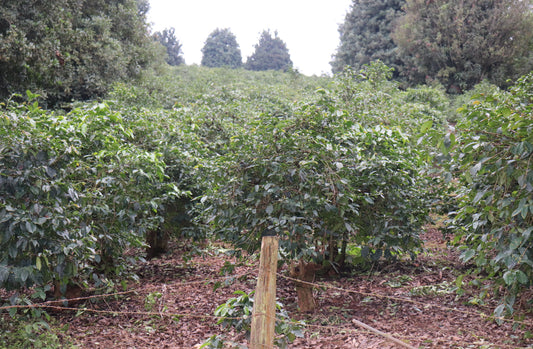 Kenya Washed (250g)